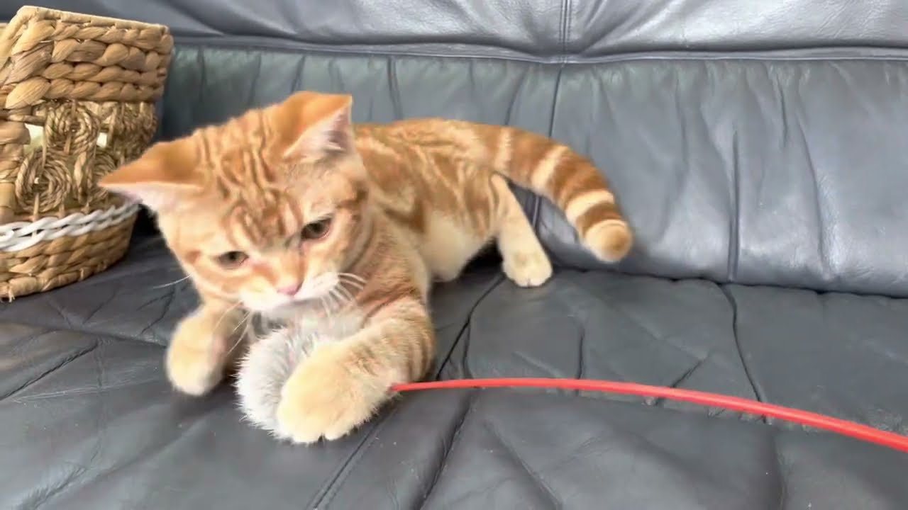 アメリカンショートヘア 徳島県 男の子 22年1月18日 レッドタビー ワクチン マイクロチップ込み価格 みんなの子猫ブリーダー 子猫id 26 アメリカンショートヘア 徳島県 男の子 22年1月18日 レッドタビー ワクチン マイクロチップ込み価格 みんなの子猫ブリーダー 子猫id 26