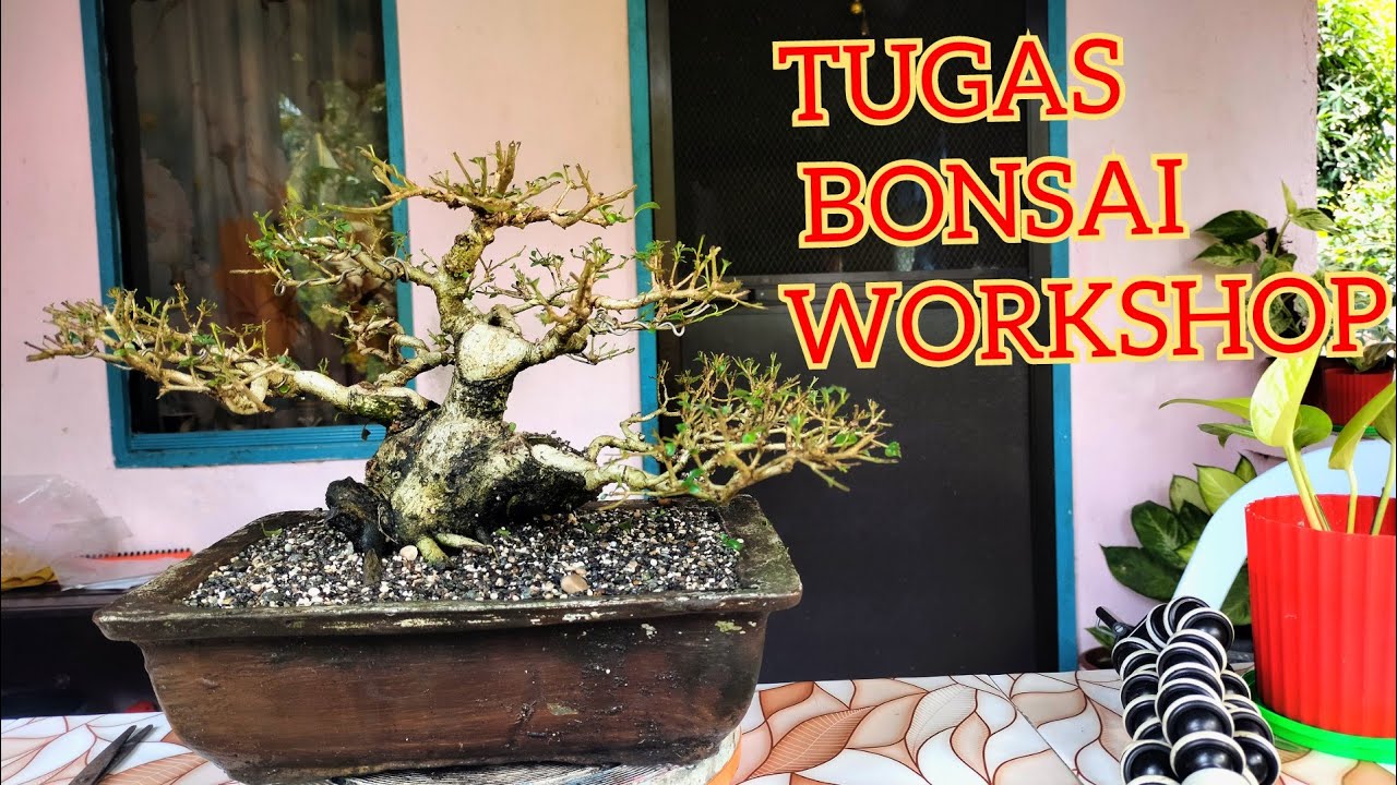 TUGAS BONSAI WORKSHOP | HOW TO REPOT BONSAI