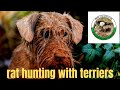 Ratting with terriers 173 killed