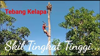 Tebang Pohon Kelapa Skil Tingkat Tinggi..