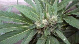 Trainwreck 1Week From Harvest And Other Cannabis Plants