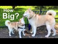 How big do Pomskies get?  (Pomsky weight and size from Pomsky puppy to full-grown Pomsky)