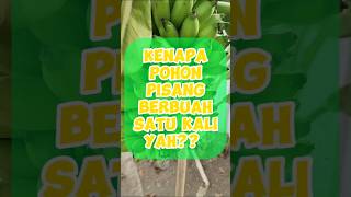 kenapa pohon pisang berbuah satu kali?? #kebun #info #petani #cara #tips #manfaat #semai #pupuk