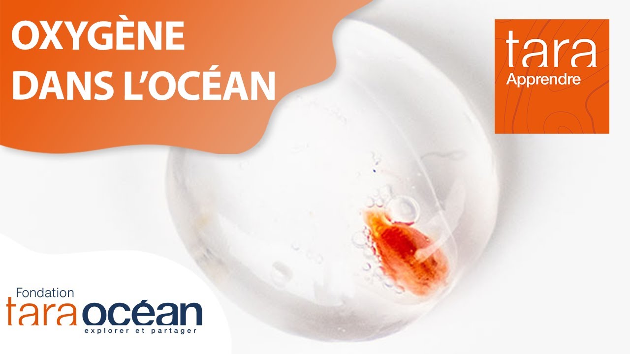 TarApprendre Comment l’Océan produitil de l’oxygène ? 🌊 YouTube — free download