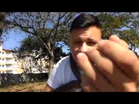 video editing software free Jiboia Arco-iris - Epicrates.