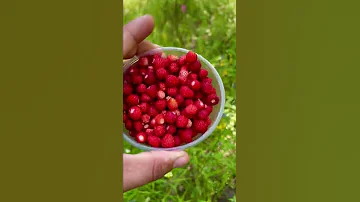 ЗЕМЛЯНИКА в начале июля 2022