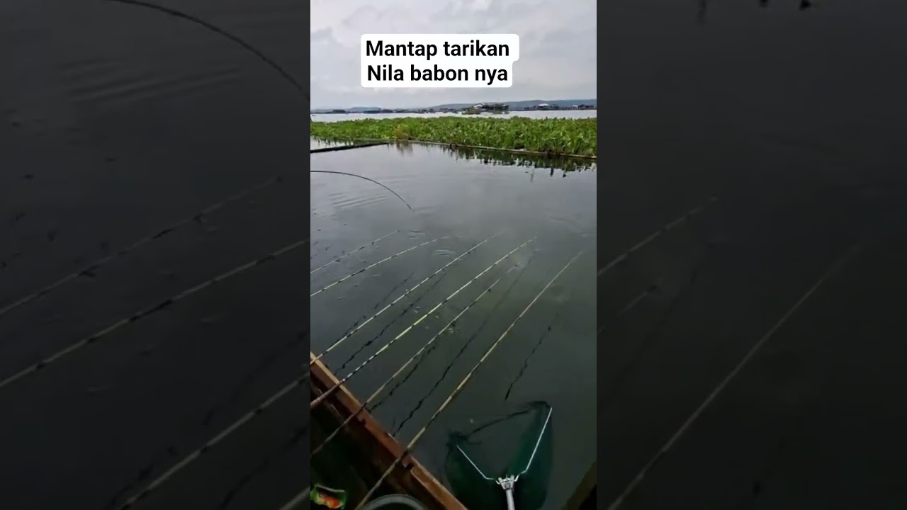 tarikan nya sampai joran menukik 