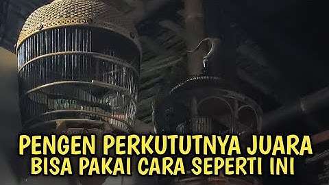 PENGEN PERKUTUTNYA JUARA BISA DENGAN CARA SEPERTI INI - TIPS PENTING !