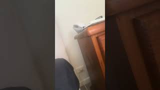 IMG 42251