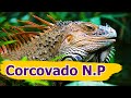 Corcovado National Park wildlife , Costa Rica travel guide