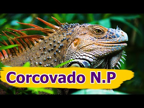 Corcovado National Park wildlife , Costa Rica travel guide