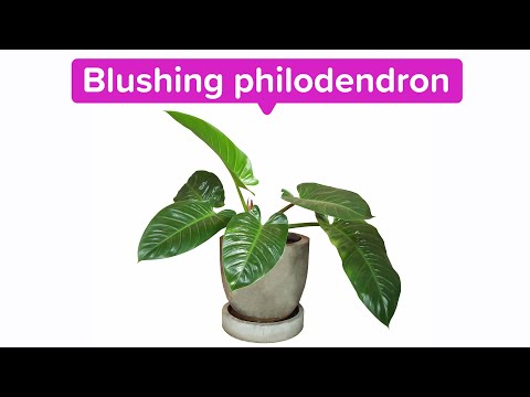 Video: Philodendron blushing: piav qhia nrog cov duab, luam tawm, tu thiab kev saib xyuas