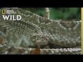 The Cascabel Rattlesnake | World's Deadliest Snakes