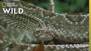 The Cascabel Rattlesnake | World's Deadliest Snakes screenshot 4