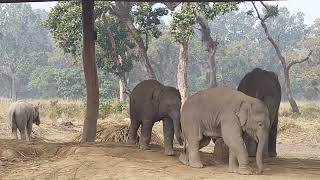 Elephant breeding center Chitwan, Nepal | Nepal Wildlife tour | Chitwan national park tours