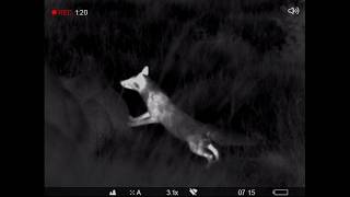 20190713 Vulpes Vulpes