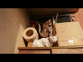 Tabby Cat And Arabian Mau Playing Together :cristinaTV の動画、YouTube動画。