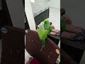 parrot talking 🦜 l Green parrot #shortsfeed #shortvideo #shorts #parrot #parrottalking #birds