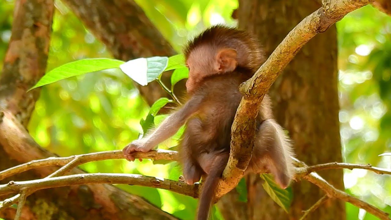 [SO LONELY AND EMOTIONAL HUNGRY...] WHERE IS MUMMY?? POOR BABY MONKEY GOT CARELESS.