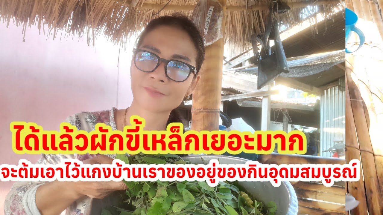 # ได้ยอดขี้เหล็กสวยๆต้มไว้แกงแล้วจ้าไปนาก็ได้ของกินอีสานบ่อดแนวกินพี่น้อง