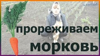 Прореживаем морковь правильно. Выращивание уход посадка размножение моркови.(Прореживаем морковь правильно. Выращивание уход посадка размножение моркови. Подписывайтесь на мой канал!..., 2016-04-26T13:03:41.000Z)