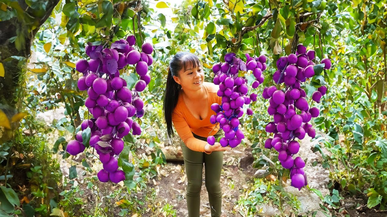 Harvesting Sweet Apple Goes to market sell, Take care ducks, pigs | Tiểu Vân Daily Life