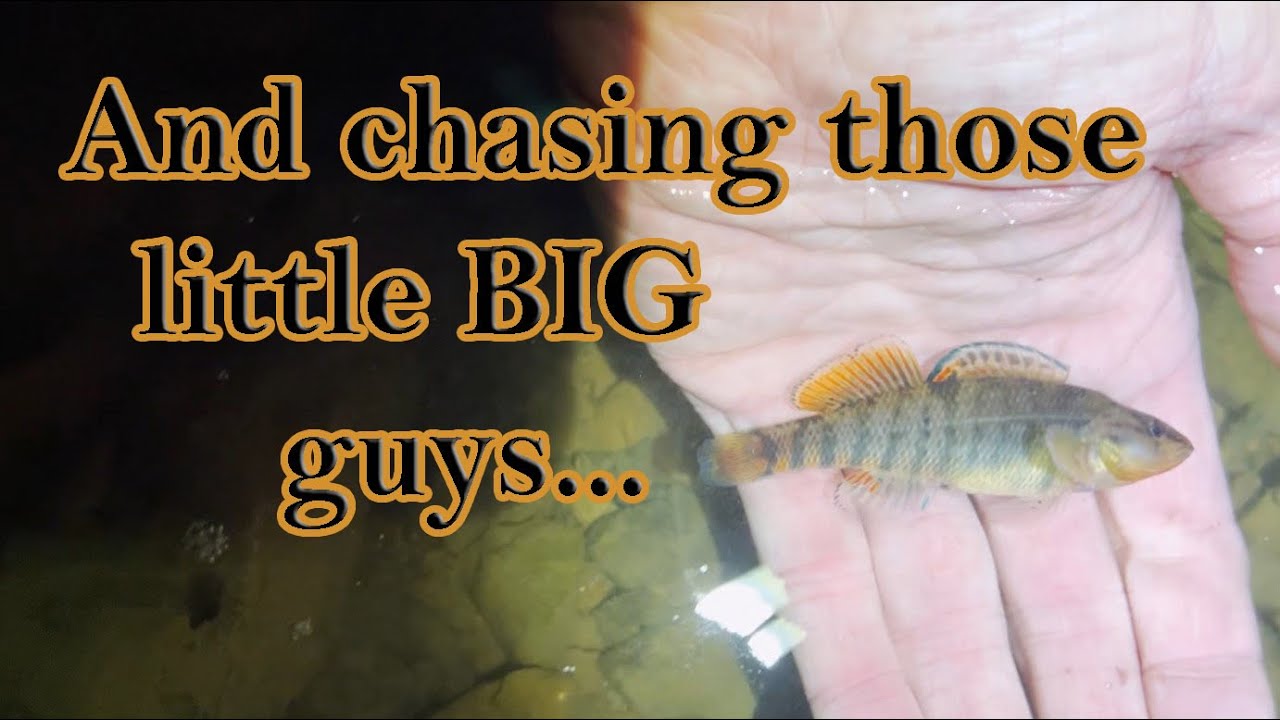 Microfishing: Darting the Bullseye, Day 1, Part 2