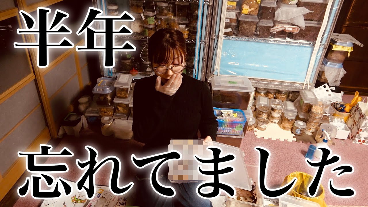 やってしまいました。オオクワの産卵セットを放置していました