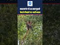20 साल पुराने केस का फैसला सुनते ही भड़का युवक, महराजगंज कचहरी में मचा हड़कंप