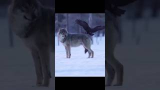 Волк и ворон , ЧТО ОН ДЕЛАЕТ ???? #охотарыбалка #лес #природа #охота