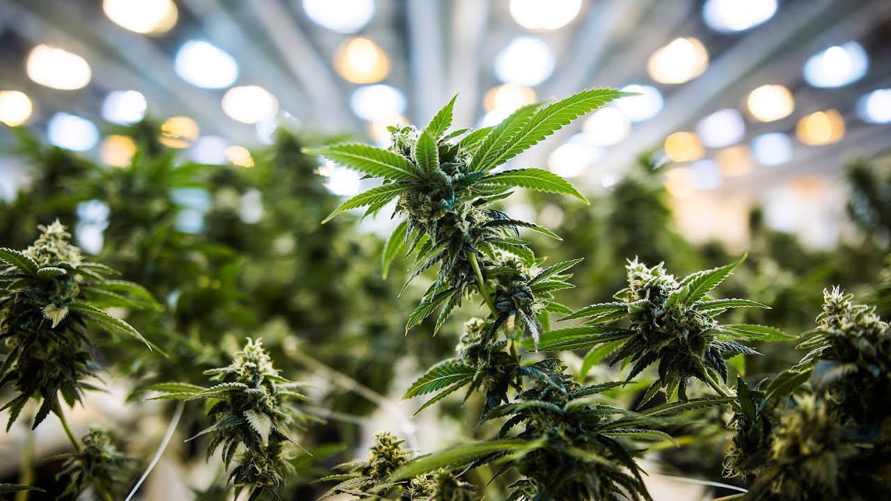 From Under the Seed Desk with Marijuana Man: Putting The Task Force To Task