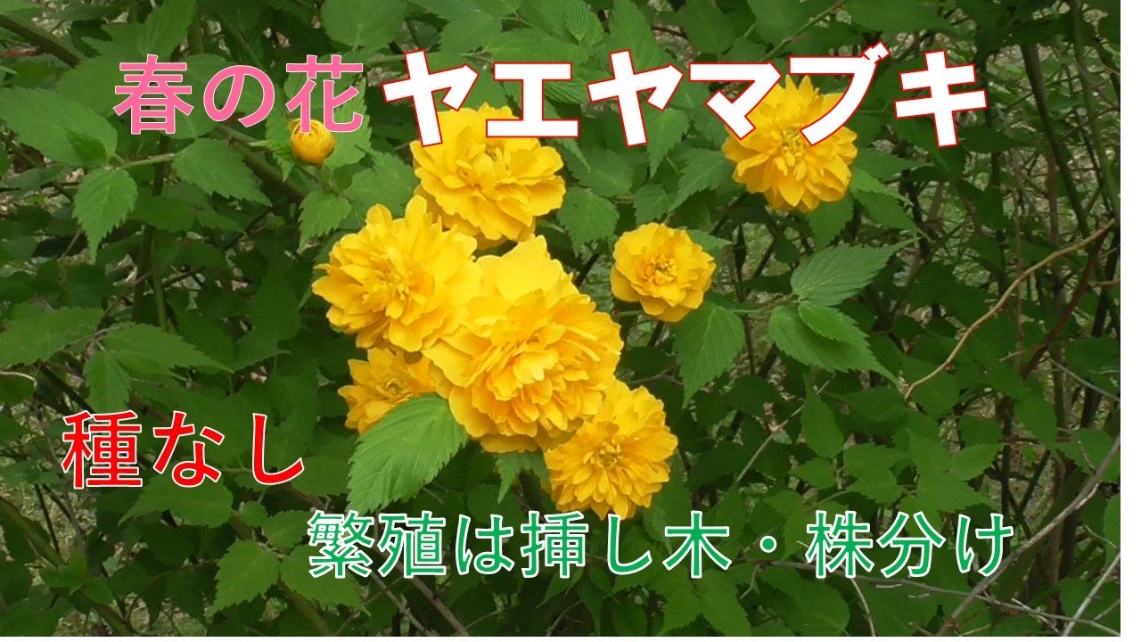 ヤエヤマブキは、名前のとおり美しい山吹色で、栽培もほぼ放任で開花