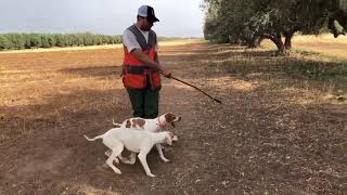 تدريب كلاب الصيد  على لاري لاول مرة ♥#كلاب_الصيد#المغرب#تدريب_كلاب_صيد#تدريب_بطريقة_سهلة#tdrib