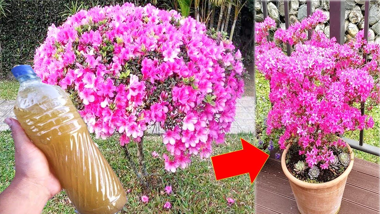 Lindo!! Faz sua AZALEIA florir muito (veja o incrível resultado) Lindo!! Faz sua AZALEIA florir muito (veja o incrível resultado)