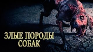 Cамые опасные собаки в мире Cамые опасные собаки в мире