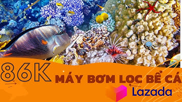 Máy Bơm Kèm Lọc Bể Cá Cảnh Giá Siêu Rẻ Trên Lazada - Đánh Giá Nhanh