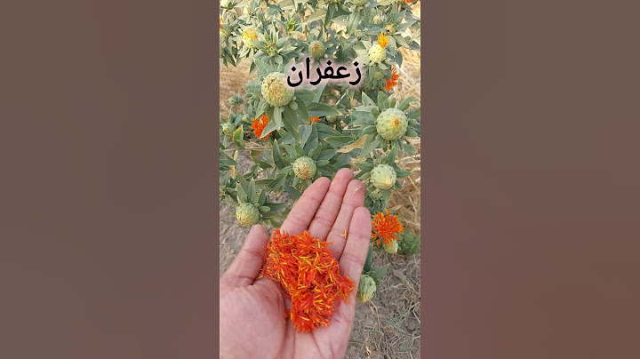 zafran ki kasht in my village | village beauty