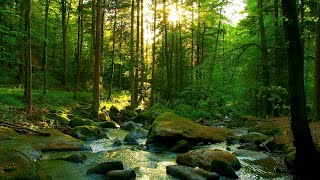 The sound of a river with beautiful sunlight through the trees at dusk [study, work, sleep, ASMR]