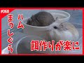 ハムスターの餌作りに電動コーヒーミル使ったら神過ぎた「飼い方 かわいい 可愛い おもしろ 癒し 飼育日記 hamster」#068