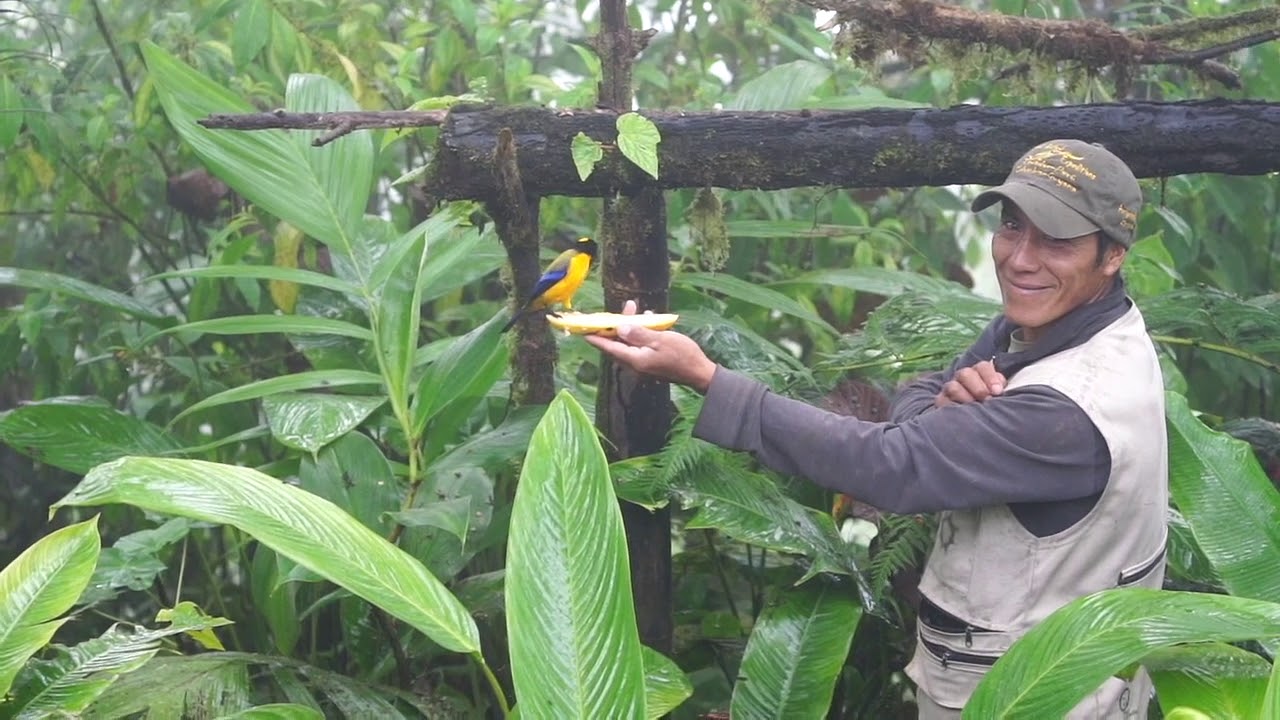 Sergio, Mashpi Amagusa Reserve's owner with Tanager | WILD ECUADOR ADVENTURES