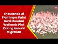 Thousands Of Flamingos Paint Navi Mumbai Wetlands Pink During Annual Migration