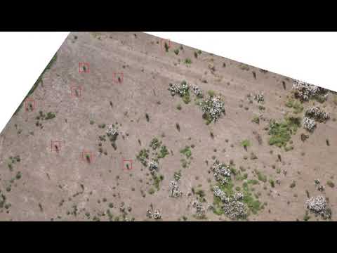Seedling identification AI