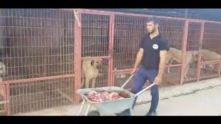 KANGAL DOGS EAT RAW MEAT