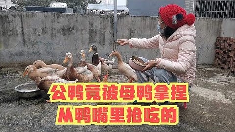 蚀骨危情，公鸭竟被母鸭拿捏，从鸭嘴里抢吃的，气得公鸭狠咬母鸭