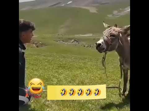 Алиев ишак