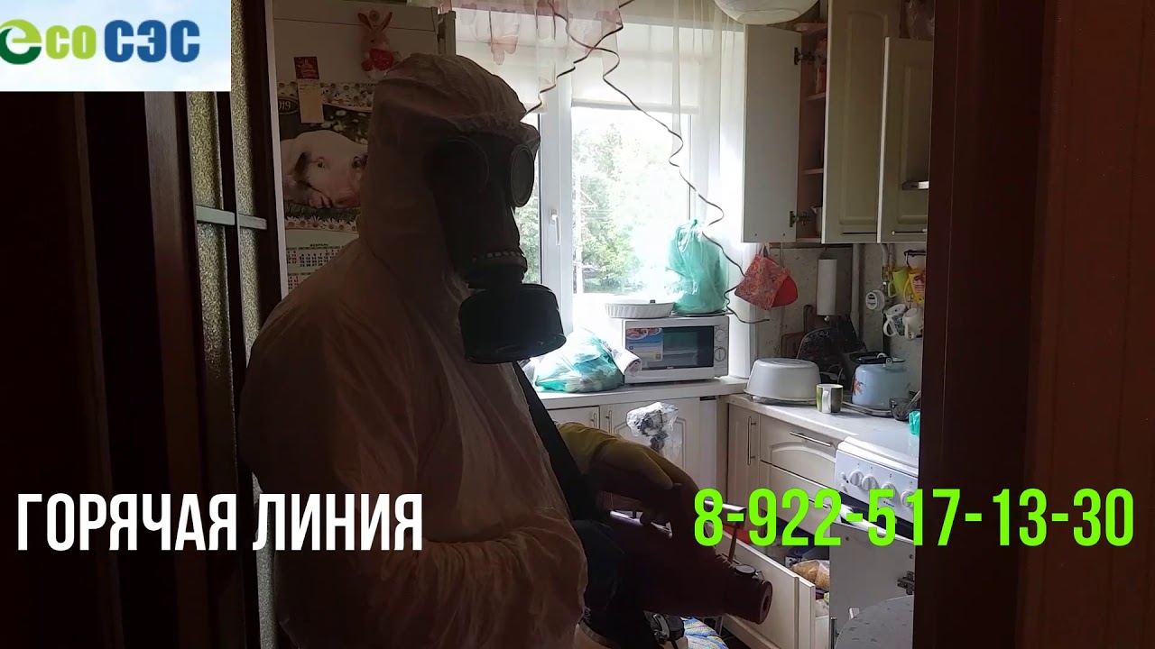 Обработка от тараканов методом холодного туманом! - YouTube