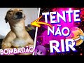 TENTE NÃO RIR / BOMBADÃO GRANDÃO FEDORENTO Ep 1