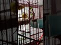 beautiful budgies enjoying their morning #happy #trending #viral#funny