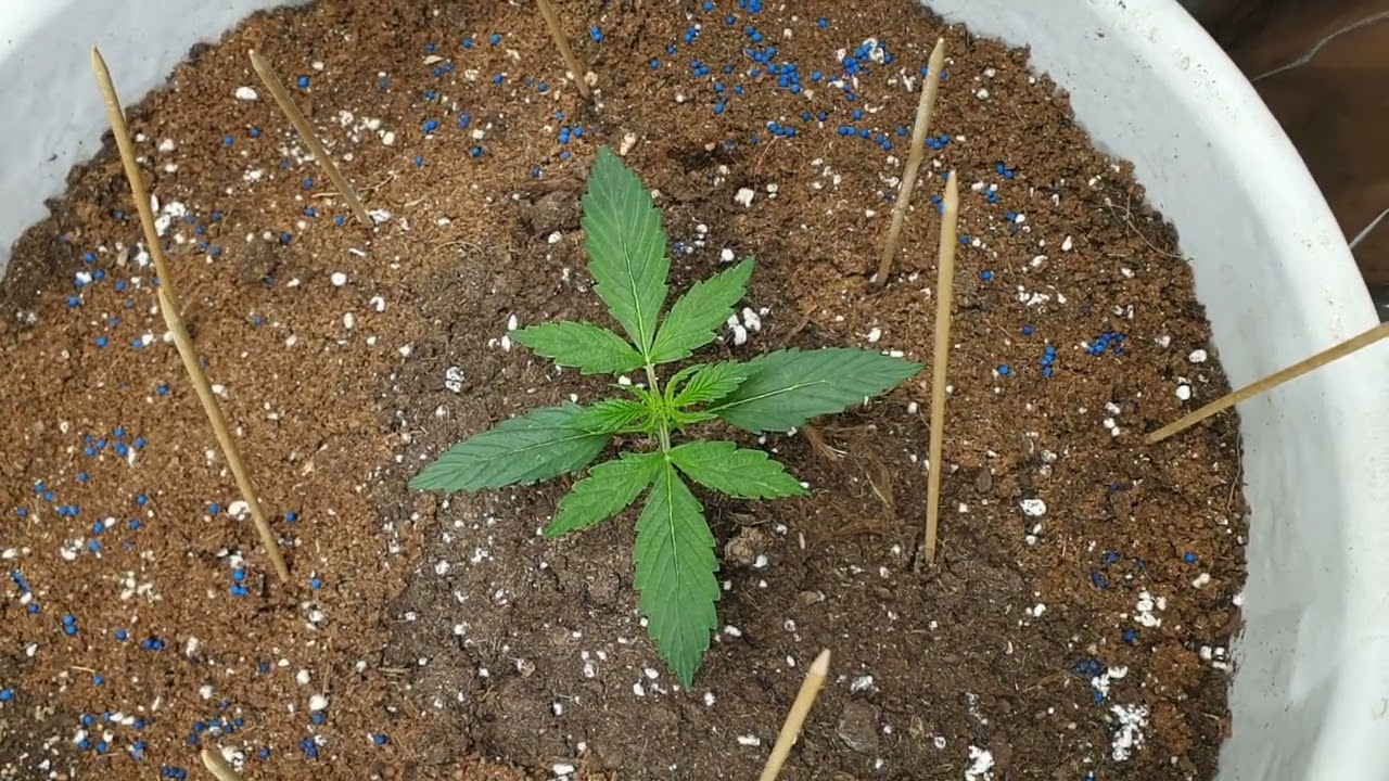 30 дней Super Auto Black Ryder Xtrene Seeds от Мария Любит Хуана 