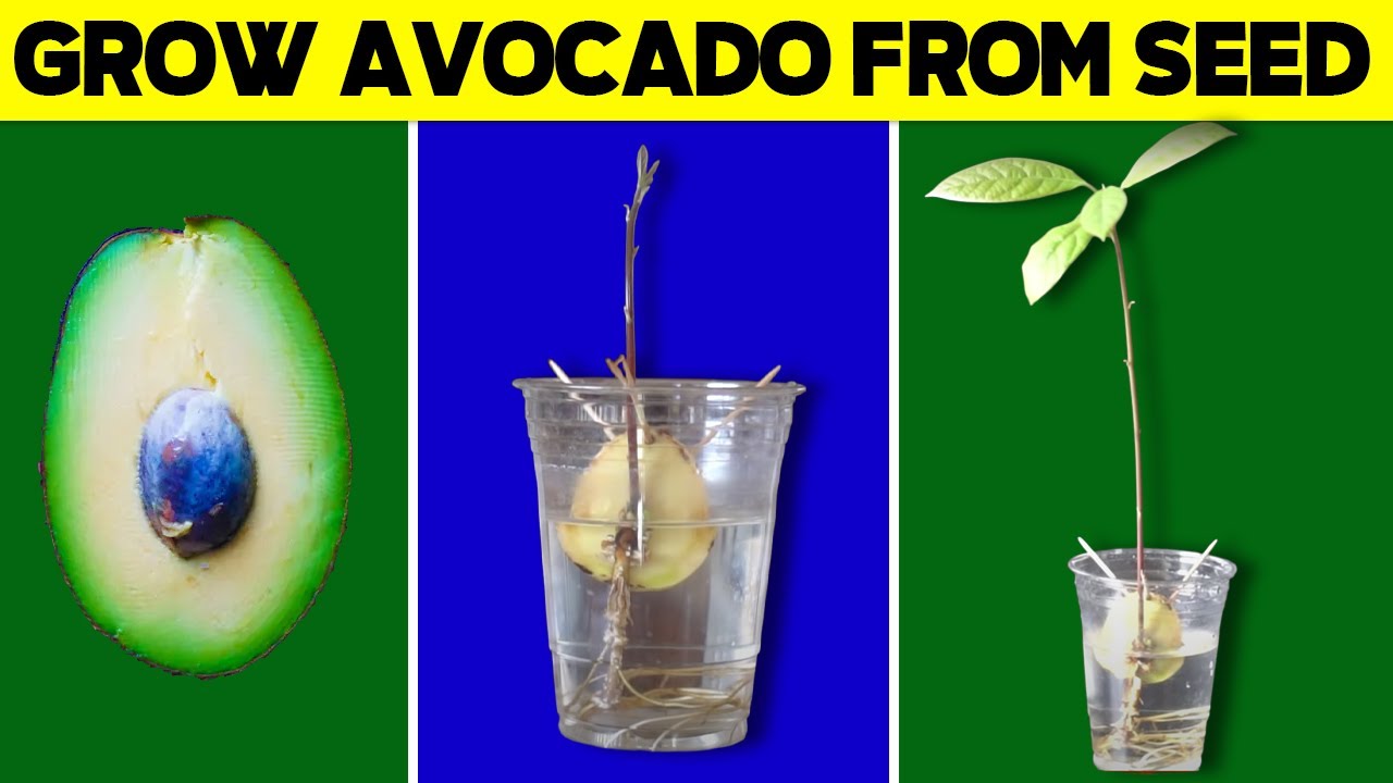 How to Grow Avocado Tree from Seed 